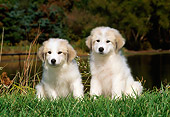 PUP 39 CE0001 01
Two Great Pyrenees Puppies Sitting On Grass By Lake And Trees