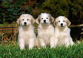 PUP 39 CE0002 01
Three Great Pyrenees Puppies Sitting On Grass By Lake And Trees