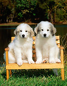 PUP 39 CE0003 01
Two Great Pyrenees Puppies Sitting On Bench On Grass By Lake And Trees