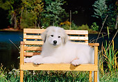 PUP 39 CE0004 01
Great Pyrenees Puppy Laying On Bench On Grass By Lake And Trees