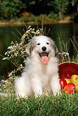 PUP 39 CE0005 01
Great Pyrenees Puppy Sitting On Grass By Apples Lake And Trees