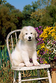 PUP 39 CE0006 01
Great Pyrenees Puppy Sitting On Chair By Flowers Lake And Trees
