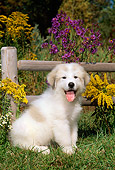 PUP 39 CE0007 01
Great Pyrenees Puppy Sitting On Grass By Flowers And Fence
