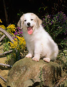 PUP 39 CE0008 01
Great Pyrenees Puppy Sitting On Rock By Flowers And Wagon Wheel