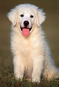PUP 39 GR0001 02
Great Pyrenees Puppy Sitting On Grass