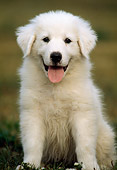 PUP 39 GR0001 06
Great Pyrenees Puppy Sitting On Grass