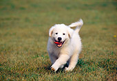 PUP 39 GR0003 01
Great Pyrenees Puppy Running On Grass Towards Camera