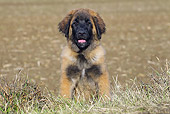 PUP 40 JE0001 01
Leonberger Puppy Sitting In Grass