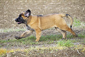 PUP 40 JE0002 01
Leonberger Puppy Running On Gass Profile