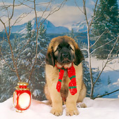 PUP 40 RS0006 04
Leonberger Puppy Wearing Scarf On Snow Trees Background