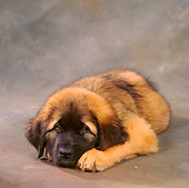 PUP 40 RS0007 01
9 Week Old Leonberger Laying Down