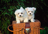 PUP 41 CE0001 01
Two Maltese Puppies Standing On Wicker Picnic Basket By Tree