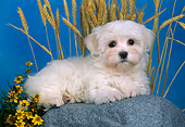 PUP 41 CE0002 01
Maltese Puppy Laying On Rock By Yellow Flowers And Wheat