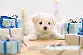 PUP 41 YT0001 01
Maltese Puppy Standing At Coffee Table With Presents