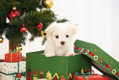 PUP 41 YT0003 01
Maltese Puppy Peeking Out Of Present By Christmas Tree