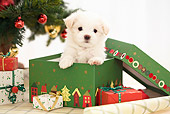 PUP 41 YT0004 01
Maltese Puppy Peeking Out Of Present By Christmas Tree