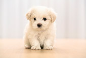 PUP 41 YT0005 01
Maltese Puppy Sitting On Wooden Table
