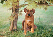 PUP 42 AB0001 01
Rhodesian Ridgeback Puppy Sitting On Lawn By Tree