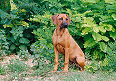 PUP 42 CB0005 01
Rhodesian Ridgeback Puppy Sitting On Grass