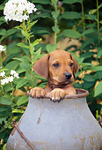 PUP 42 CE0004 01
Rhodesian Ridgeback Puppy Peeking Out From Inside Bucket