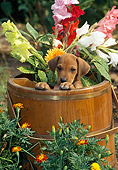 PUP 42 CE0007 01
Rhodesian Ridgeback Puppy Peeking Out From Flower Planter