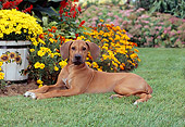 PUP 42 CE0009 01
Rhodesian Ridgeback Puppy Laying On Grass By Garden