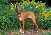 PUP 42 CE0011 01
Rhodesian Ridgeback Puppy Standing By Yellow Flowers