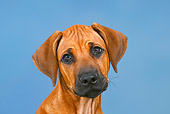 PUP 42 PE0005 01
Head Shot Of Rhodesian Ridgeback Puppy