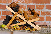 PUP 42 SS0004 01
Rhodesian Ridgeback Puppy Sleeping On Deck Chair