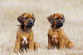 PUP 42 SS0010 01
Rhodesian Ridgeback Puppies Sitting In Field