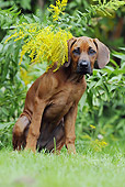 PUP 42 SS0015 01
Rhodesian Ridgeback Puppy Sitting On Grass By Yellow Blossoms