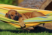 PUP 42 SS0018 01
Rhodesian Ridgeback Puppy Sleeping On Hammock