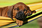 PUP 42 SS0019 01
Close-Up Of Rhodesian Ridgeback Puppy Sleeping On Hammock