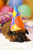 PUP 42 SS0020 01
Rhodesian Ridgeback Puppy Wearing Birthday Hat Sleeping On Rug