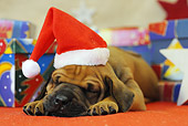 PUP 42 SS0021 01
Rhodesian Ridgeback Puppy Wearing Santa Hat Sleeping On Rug