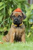 PUP 42 SS0022 01
Rhodesian Ridgeback Puppy Sitting On Lawn With Orange Flower On Head