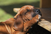 PUP 42 SS0023 01
Close-Up Of Rhodesian Ridgeback Puppy Sleeping On Deck