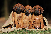 PUP 42 SS0024 01
Three Of Rhodesian Ridgeback Puppies Sitting On Burlap Bag On Grass