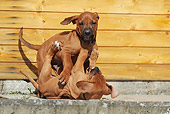 PUP 42 SS0025 01
Two Rhodesian Ridgeback Puppies Playing On Concrete By House