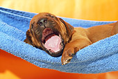 PUP 42 SS0029 01
Rhodesian Ridgeback Puppy Yawning In Hammock