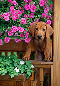 PUP 42 CE0001 01
Rhodesian Ridgeback Puppy Standing On Gazebo Fence By Pink Flowers