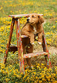 PUP 42 RC0001 01
Mixed-Breed Puppy Resting On Ladder In Field Of Yellow Flowers