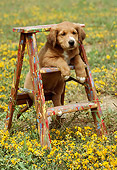 PUP 42 RC0001 02
Mixed-Breed Puppy Resting On Ladder In Field Of Yellow Flowers
