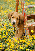 PUP 42 RC0003 01
Mixed-Breed Puppy Sitting Under Ladder In Field Of Yellow Flowers