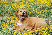 PUP 42 RC0005 01
Rhodesian Ridgeback Puppy Laying In Field Of Yellow Flowers