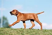 PUP 42 SS0001 01
Rhodesian Ridgeback Puppy Walking On Grass