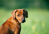 PUP 42 SS0003 01
Close-Up Of Rhodesian Ridgeback Puppy Sitting In Field