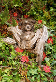 PUP 43 RC0002 01
Portrait Of Shih Tzu Puppy Sitting On Tree Stump In Garden By Red Flowers