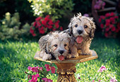 PUP 43 RC0003 01
Portrait Of Two Dandie Dinmont Terrier Puppies Sitting On Pedestal In Garden By Pink Flowers