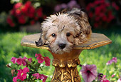 PUP 43 RC0004 01
Portrait Of Dandie Dinmont Terrier Puppy Laying On Pedestal In Garden By Pink Flowers